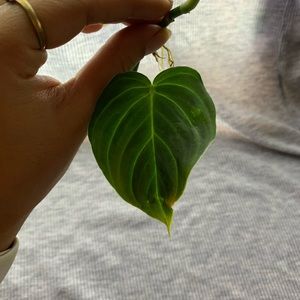 Philodendron splendid cutting